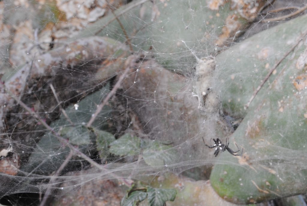 La seda de las arañas protagonizan el XI Congreso de Estudiantes de ...