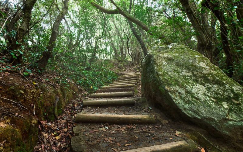 Bosque de laurisilva