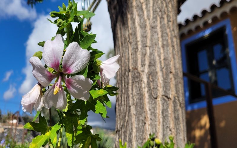 Finca Tamaide