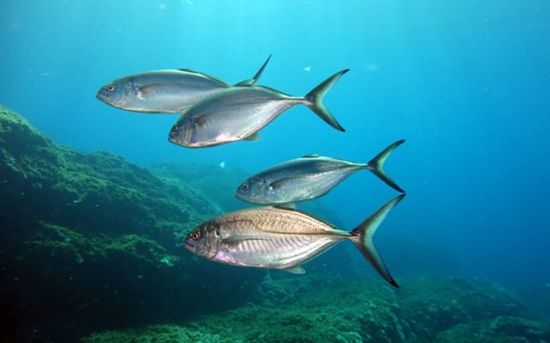 Ecoaqua apoya la creación del Parque Nacional del Mar de las Calmas