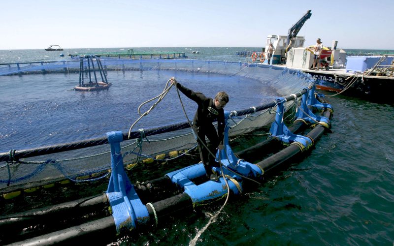 CULTIVAN MICROALGAS QUE SIRVEN COMO BIOCOMBUSTIBLE