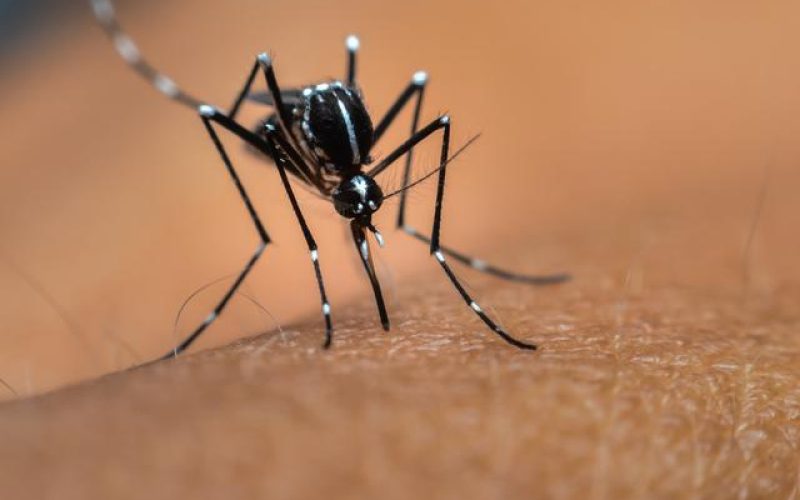 Aedes Aegypti