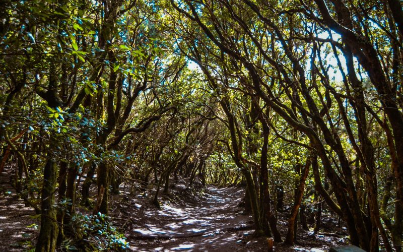 Bosque del Adelantado