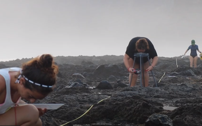 Investigadores de la ULL estudian los efectos del cambio climático en las especies costeras de Tenerife