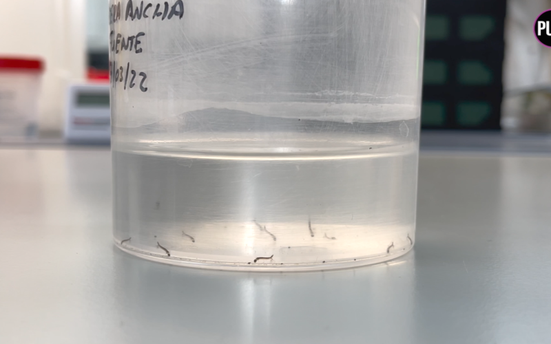 Larvas del mosquito Aedes aegypti en el Puerto de Santa Cruz de La Palma