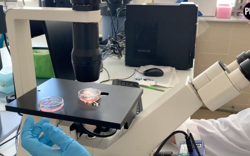 BioLab, el laboratorio de la ULL que lucha contra el cáncer
