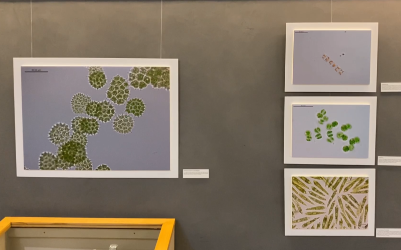 Microbiodiversidad