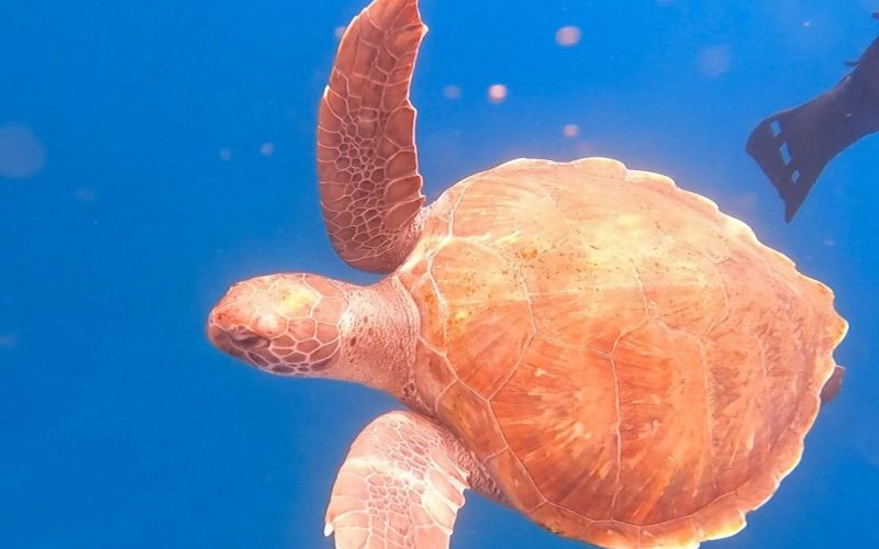 Tortuga Caretta Caretta