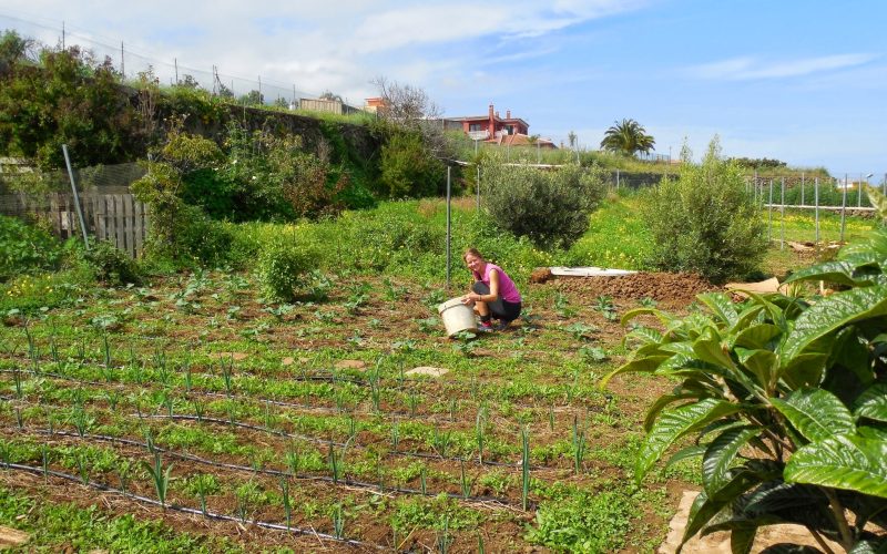 Finca Berta