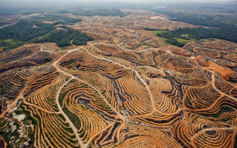 Deforestación aceite de palma Indonesia