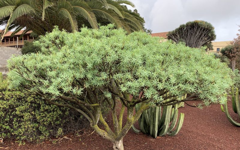 Euphorbia_lamarckii