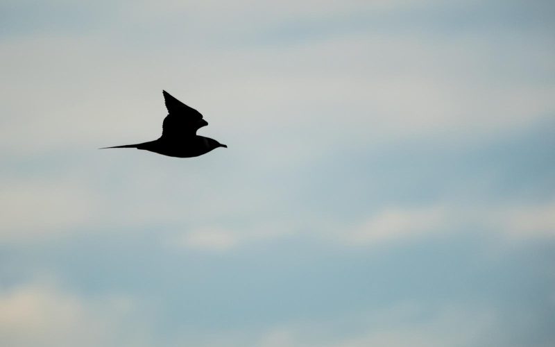 Faro de Buenavista acogerá una 'quedada' por las aves migratorias