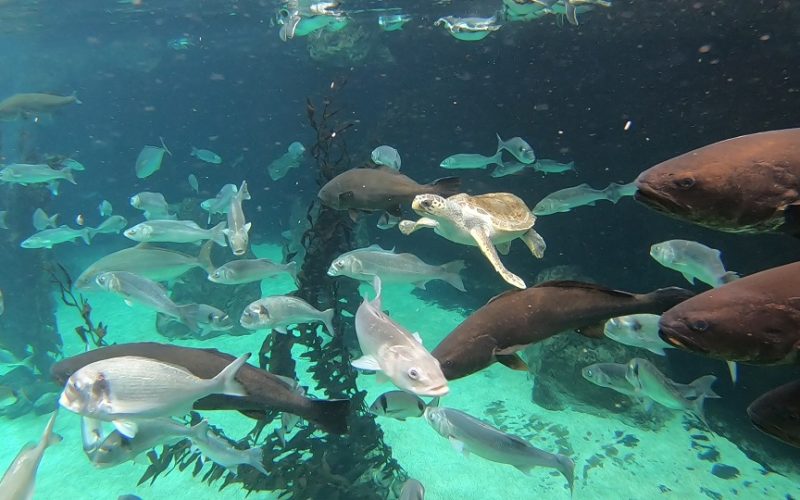 La tortuga Federica disfruta de su nueva vida en Loro Parque