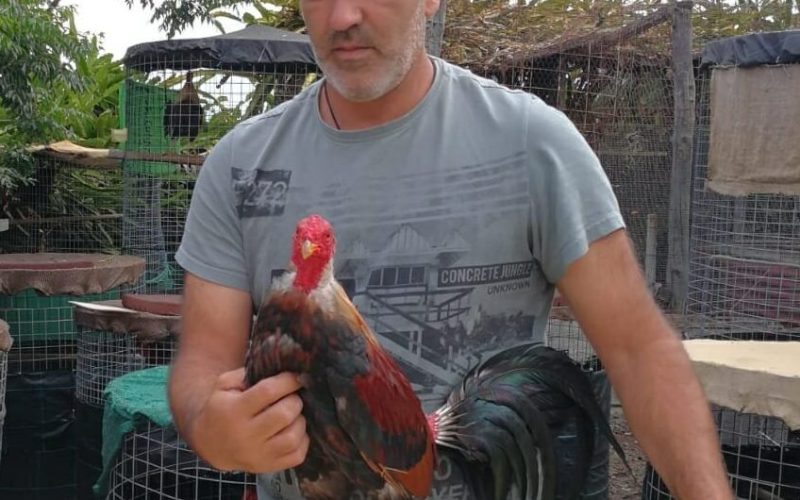 Orlando Martín Pérez, con uno de sus gallos de pelea.