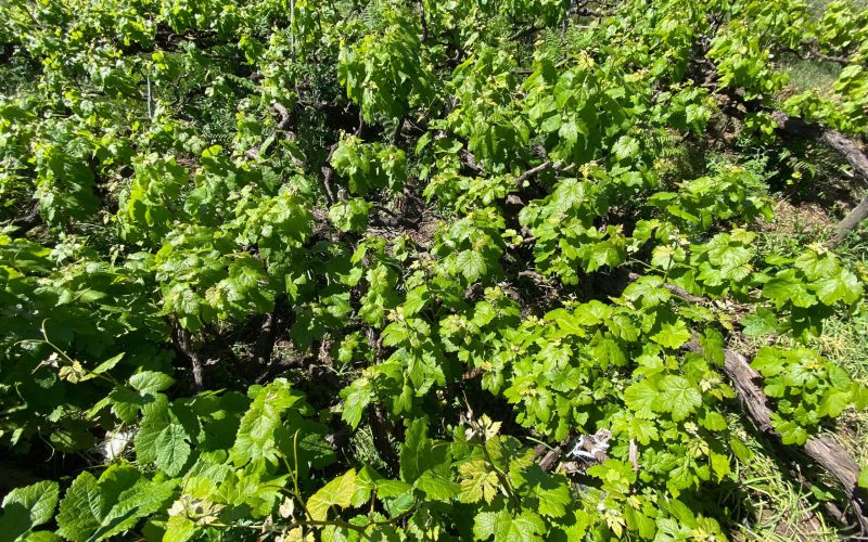 Plantación de Viñedo