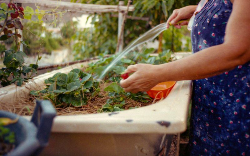 Lavando verduras.