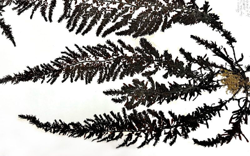 Sargassum muticum recolectada en Playa Honda (Lanzarote).