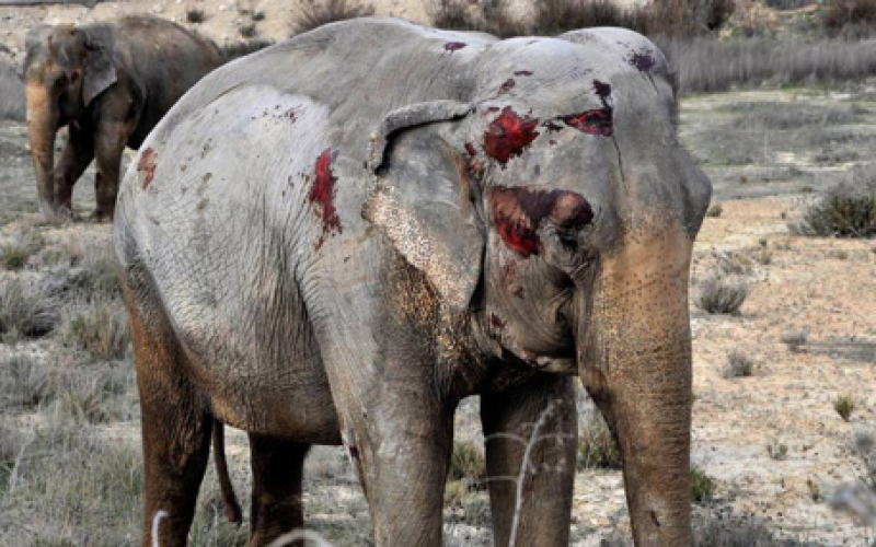 Imagina un circo sin animales