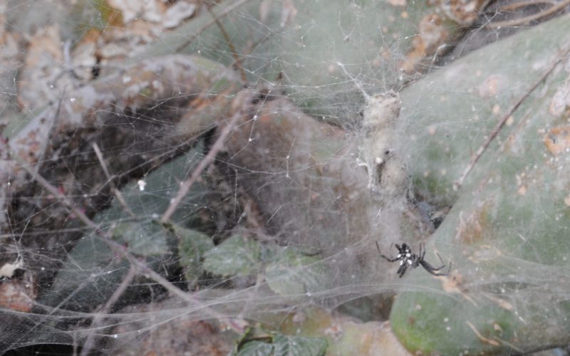 Araña en su tela