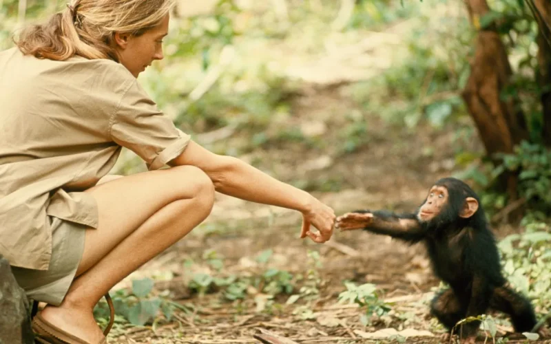 Jane Goodall
