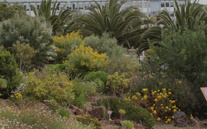 Ingeniería Agraria recupera su jardín autóctono con más de cien especies botánicas