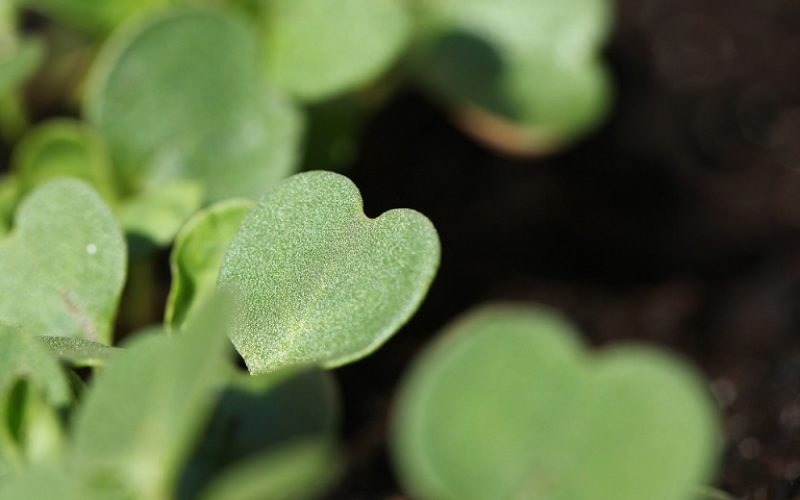 El Cabildo de Tenerife organiza hoy un curso sobre jardines sostenibles