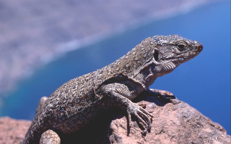 Lagarto gigante de Tenerife