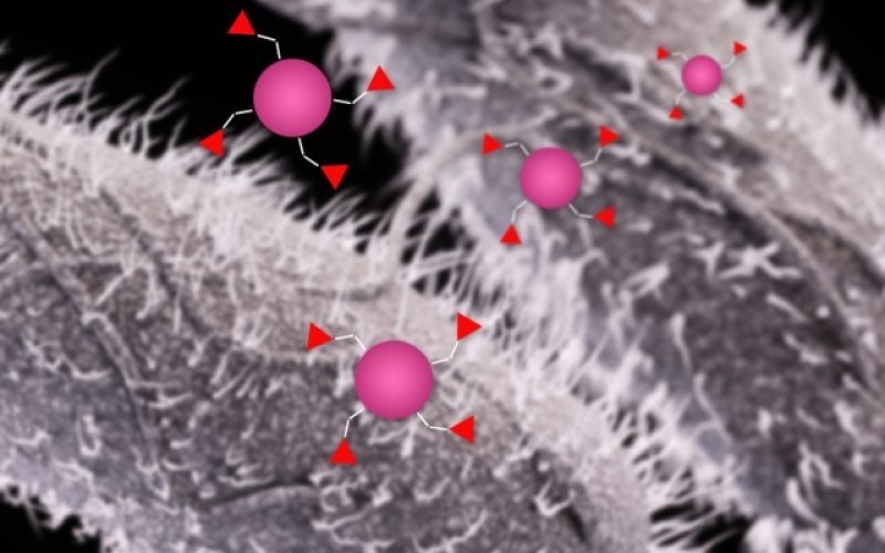 mit-gi-immunization_0