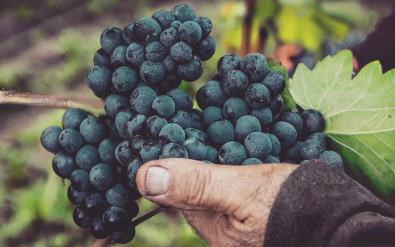 Vinos de Tenerife
