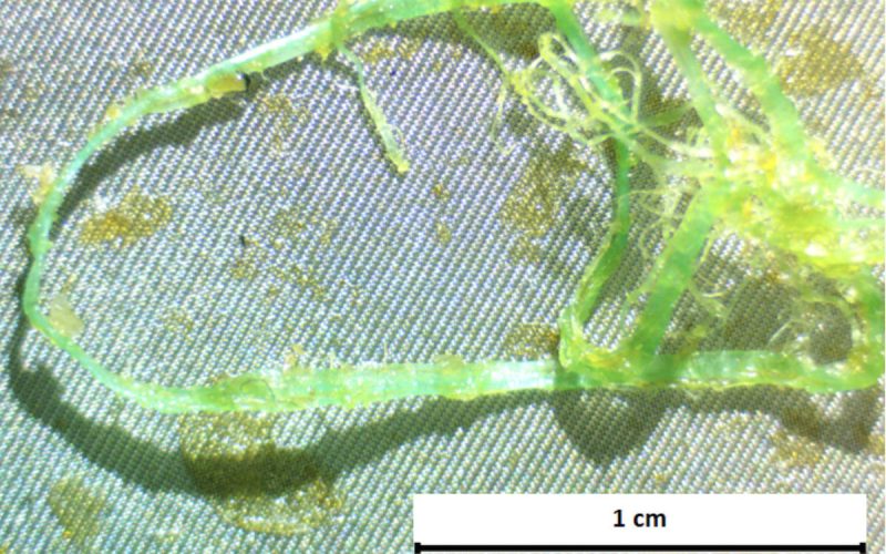 Una investigación de la la ULL encuentra microplásticos en doradas y lubinas