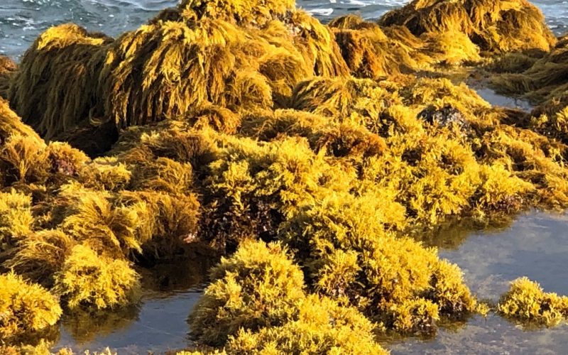 Mujo amarillo