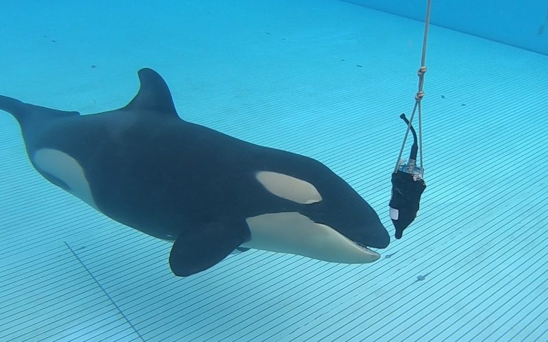 Investigación sobre la ecolocalización de las orcas en el Loro Parque