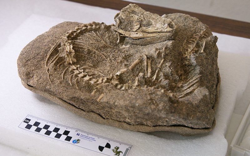 Un grupo de investigación de la ULL descubre un lagarto articulado de 700 000 años