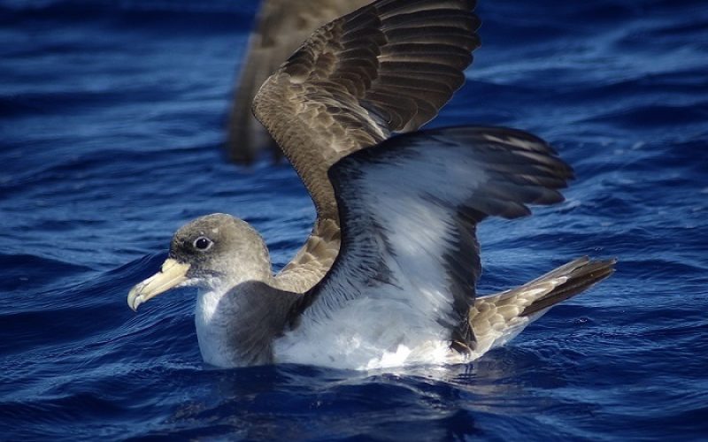 Una pardela cenicienta atlántica en la costa de Los Cristianos. Foto: Rubén Barone