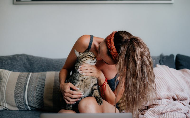 La mayoría de asociaciones no tienen lugar físico para recibir a los felinos. Foto: PULL