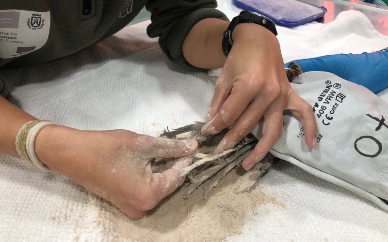 El Centro de La Tahonilla recuperó en 2021 a 26 aves con pegamento