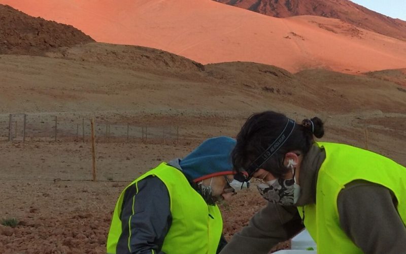 La ULL estudia 80 especies en parques nacionales canarios para conocer su respuesta al estrés hídrico