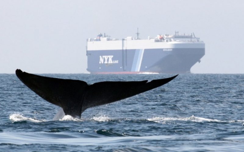 Una-aplicacion-movil-para-evitar-que-las-ballenas-se-choquen-con-los-barcos