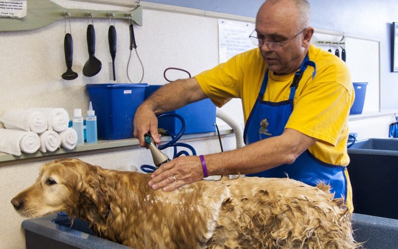 SOS Peludos