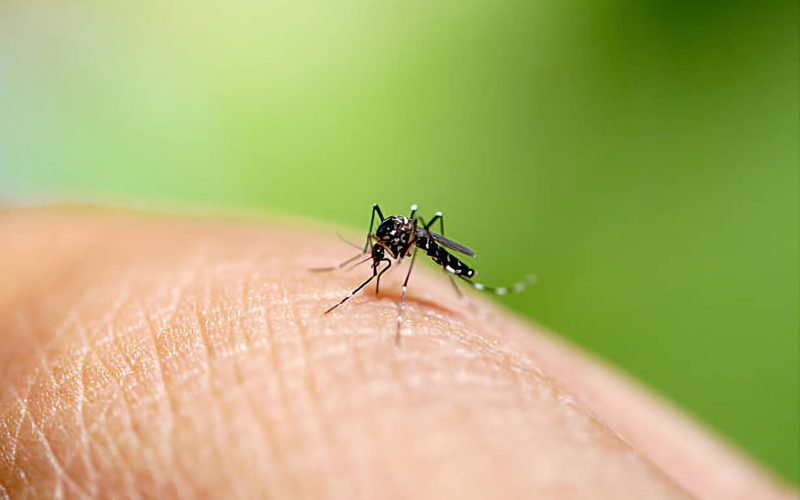 Mosquito tigre