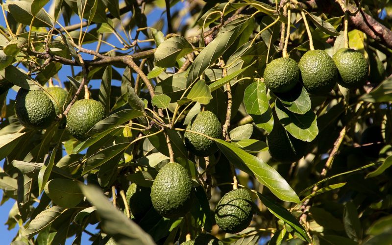 Aguacates