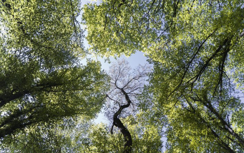 beautiful-natural-green-forest