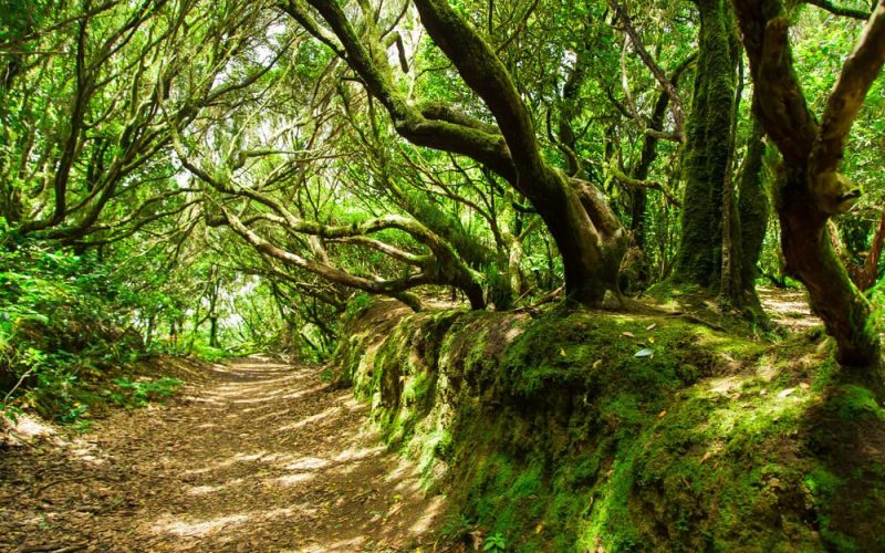 bosque-laurisilva-tenerife_1