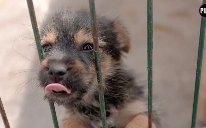 Canarias ocupa el cuarto puesto en los casos por maltrato animal de España