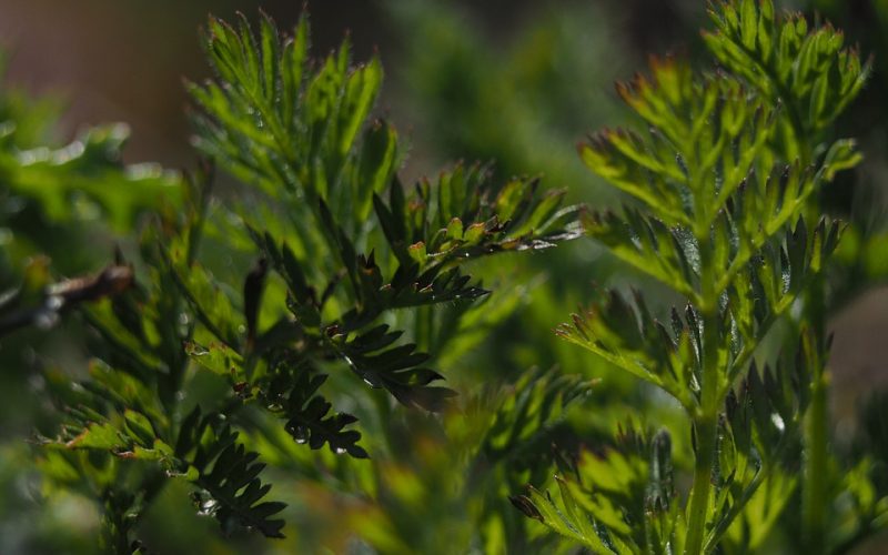 Los jardines sostenibles, protagonistas contra la pérdida de biodiversidad