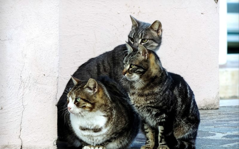 cat-2828505_1920