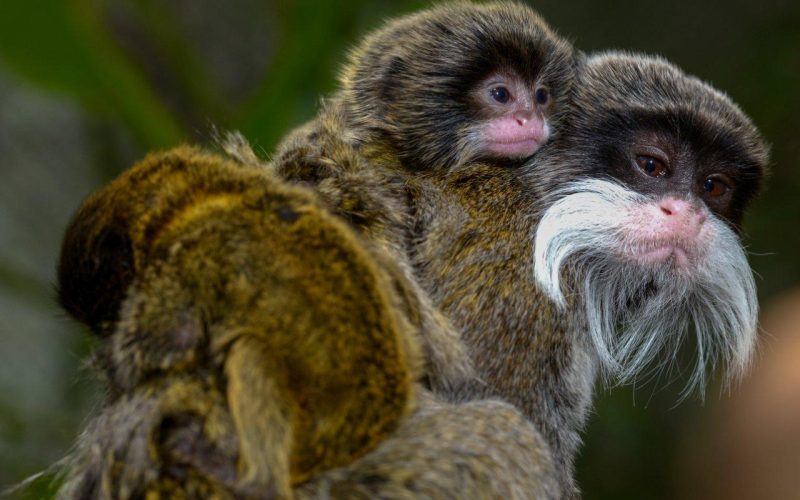 Loro Parque da la bienvenida por segunda vez a dos crías de tití emperador
