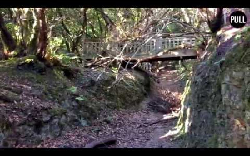 El bosque de la laurisilva, un viaje al pasado forestal de Canarias
