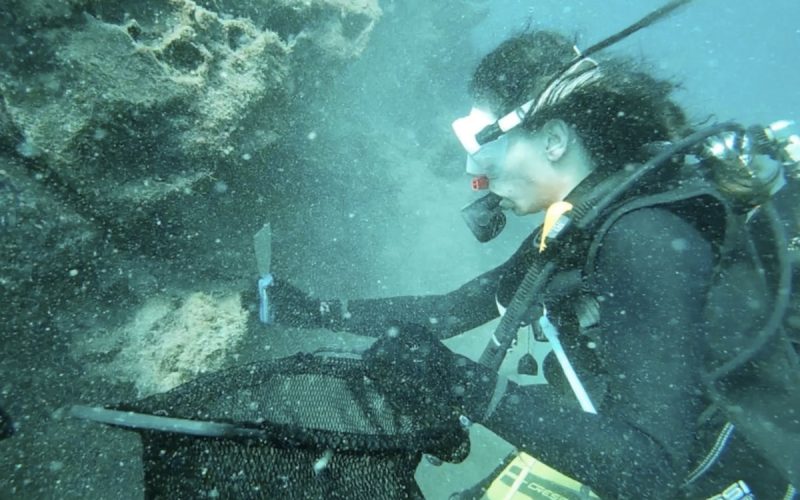 Encuentran evidencias de microplásticos en erizos de mar de Canarias