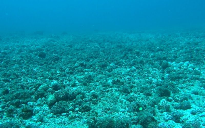 Estudian el impacto positivo de las ‘cotufas’ en algunas playas canarias